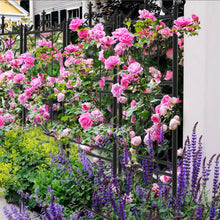 Load image into Gallery viewer, 2 Pack Rustproof Metal Garden Trellis for Climbing Plants Rose for Outdoor Patio
